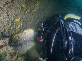 Sunset cup corals on vertical & overhanging deep rock, Knoll Pins © Paul Naylor/marinephoto