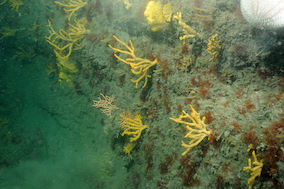 Fragile sponge and anthozoan community, off Battery Point, Lundy © Keith Hiscock