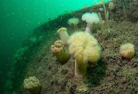 Communities on wrecks – here plumose anemones seen growing on the hull of the MV Robert © Mike Deaton