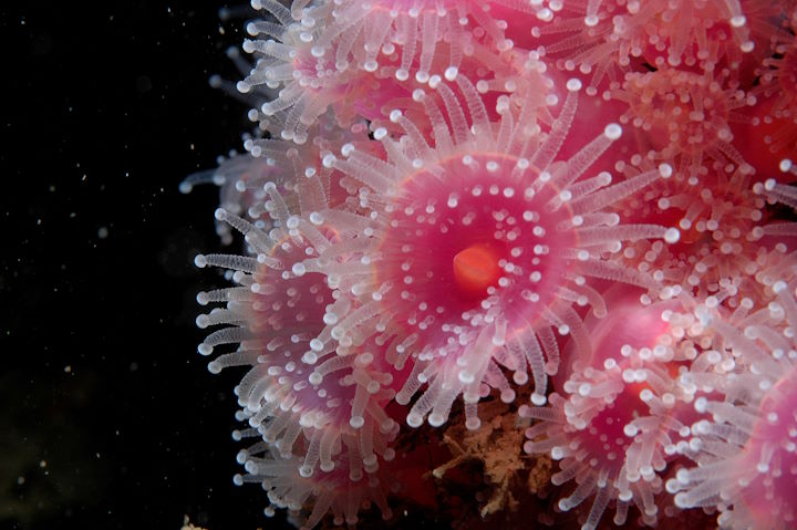 Pink jewel anemones <em>Corynactis viridis</em> &copy; Keith Hiscock