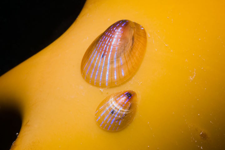 Blue-rayed limpets <em>Patella pellucida (Helicion pellucidum)</em> &copy; Paul Kay