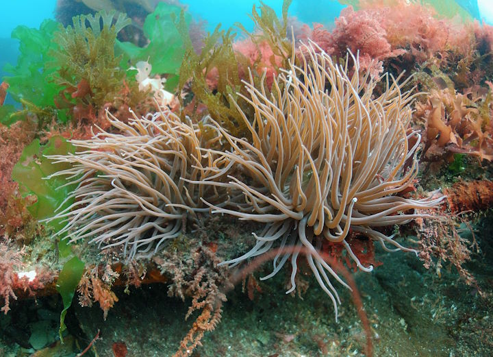 Snakelocks anemones <em>Urticina felina</em> &copy; Paul Kay