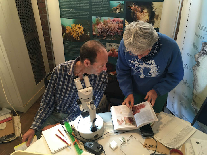 Paul Brazier and Anne Bunker identifying seaweeds during the Marine Bioblitz, July 2022 © Issy Irving