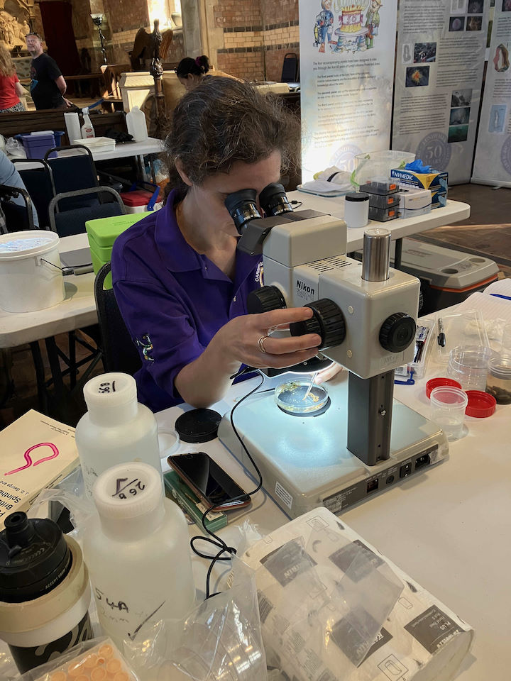 Teresa Darbyshire identifying polychaete worms during the Marine Bioblitz, July 2022 © Issy Irving