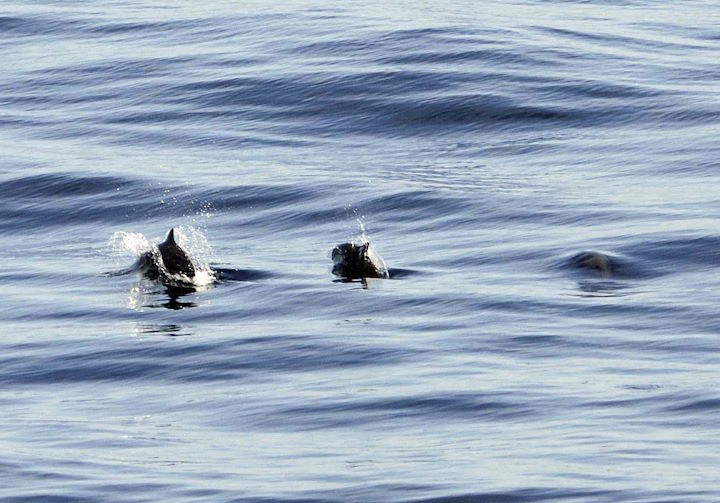 Calm sea conditions increase the chances of seeing harbour porpoises © Rick Morris