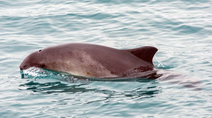 The harbour porpoise has a rounded head and lacks a distinct beak. © Rick Morris