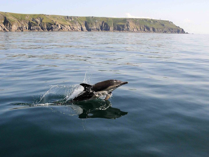 A solitary common dolphin photographed off Lundy’s NW coast © Andrew Cleave