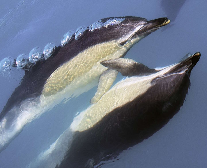 A pair of common dolphins © Rick Morris