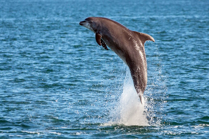 The flanks (sides) of bottlenose dolphins  are grey, being slightly darker above and lighter below © Rick Morris