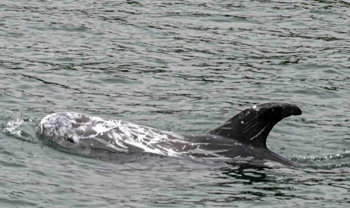 Risso’s dolphin © Rick Morris