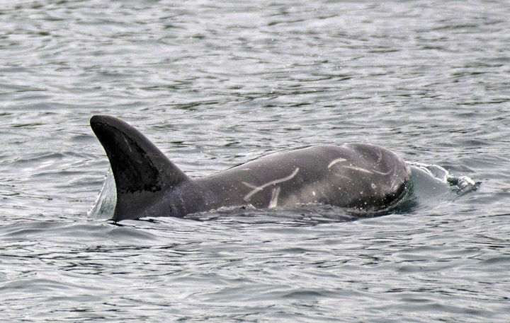 Risso’s dolphin © Rick Morris