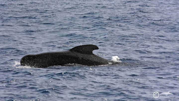 Long-finned pilot whale © Mike Bamford/MARINElife