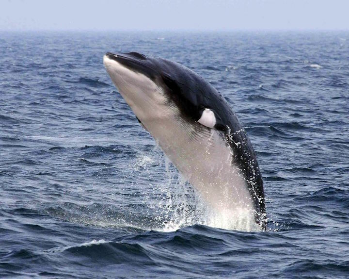Minke whale breaching © Rick Morris
