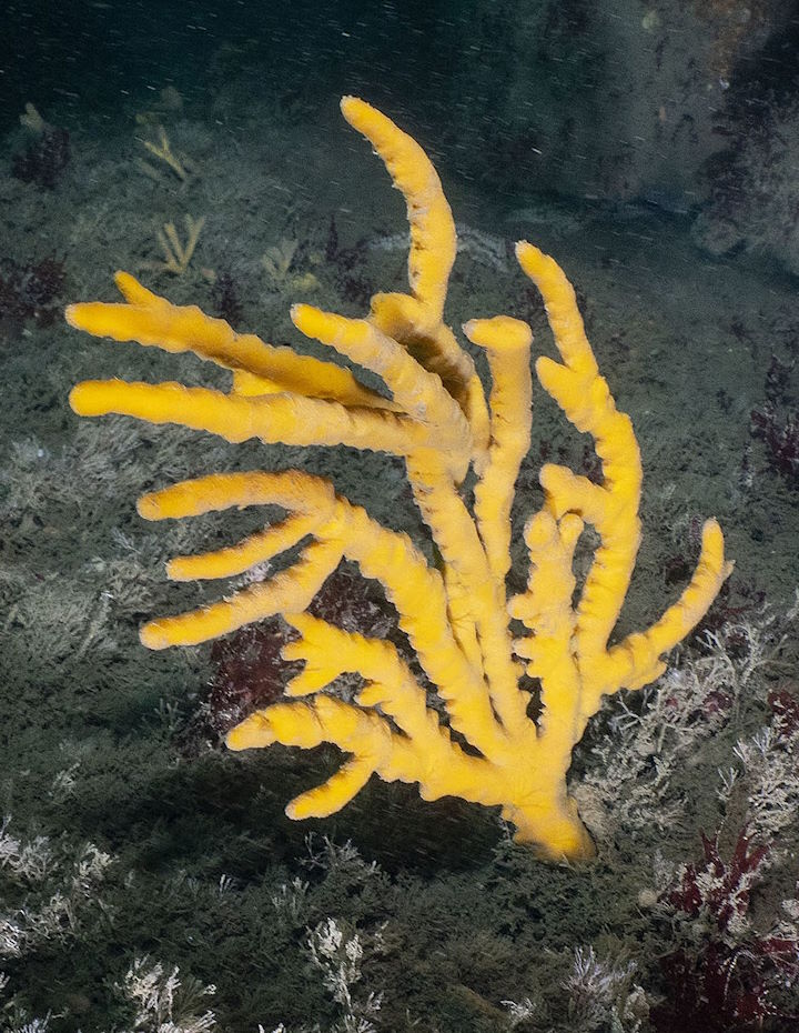 Yellow staghorn sponge Axinella dissimilis © Paul Naylor/marinephoto