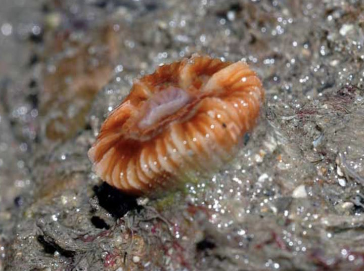 Devonshire cup coral <em>Caryophyllia smithii</em> out of water © Keith Hiscock