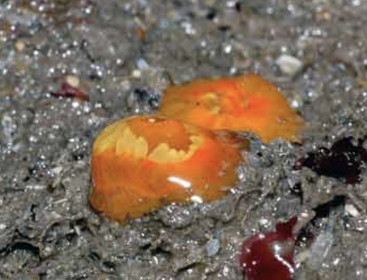 Scarlet and gold star coral <em>Balanophyllia regia</em> out of water© Keith Hiscock