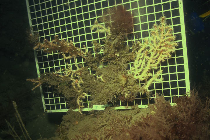 A pink sea fan largely overgrown with bushy bryozoans, with measuring board behind © Robert Irving