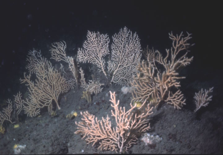 A cluster of mature pink sea fans off The Battery, Lundy’s west coast, taken around 1983. Such dense groups have not been seen since the sea fan disease affected populations in 2001-2003 © Keith Hiscock