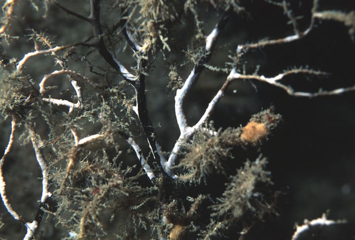 A recently deceased sea fan photographed at the Knoll Pins, August 2001 © Keith Hiscock