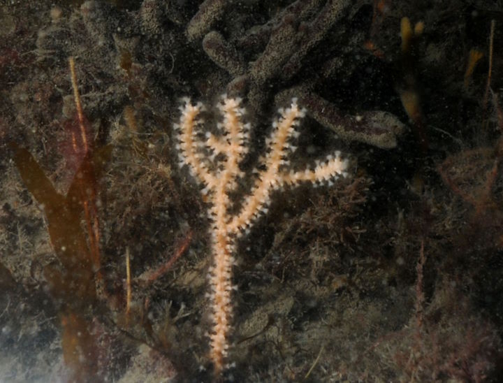 An approximately 1-2 year old sea fan (about 6 cm high) growing at Brazen Ward in 2010 © Keith Hiscock