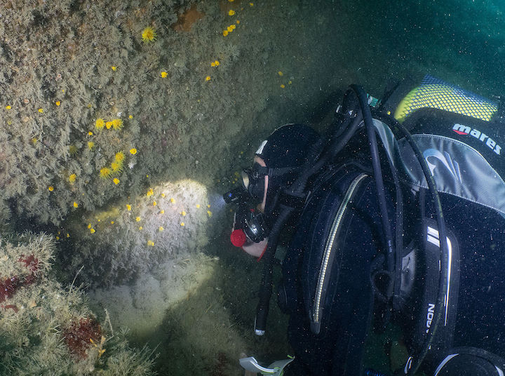 Most of Lundy’s sunset cup corals are concentrated at two locations on the Knoll Pins © Paul Naylor – Marinephoto