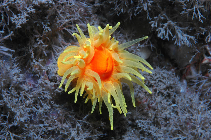 An Individual sunset cup coral. Each polyp can bear 96 tentacles which are packed with stinging cells © Keith Hiscock