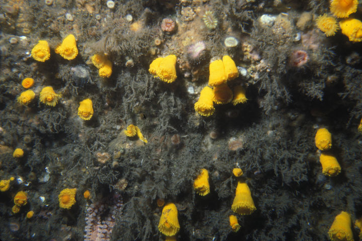 A portion of the sunset cup coral population at the Knoll Pins Cave site, photographed in August 1983. Today, the population is just 30% of the number seen in 1983 © Keith Hiscock