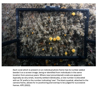 3.9.2.4M Process of identifying Lp corals 4 crp adj