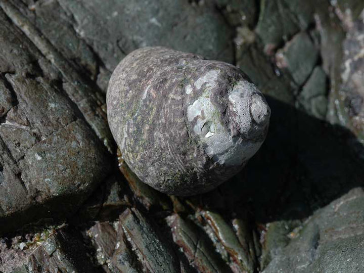 The thick top shell <em>Phorcus lineatus</em> (also known as the toothed top shell) is the largest top shell on British coasts, growing up to 3 cm tall. It is one of the 87 species being monitored by the MarClim programme © Keith Hiscock