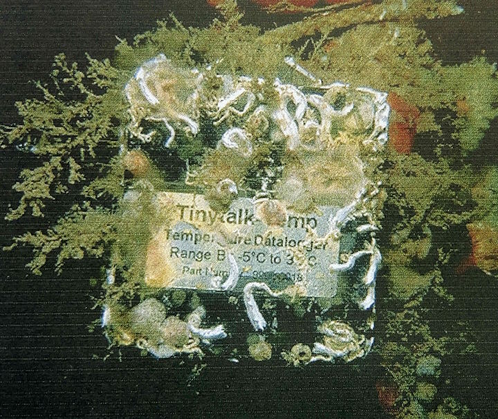The same logger after 12 months in situ, overgrown by keelworms, saddle oysters, and encrusting bryozoans. Sadly, upon recovery, this unit was found to have flooded. © Robert Irving