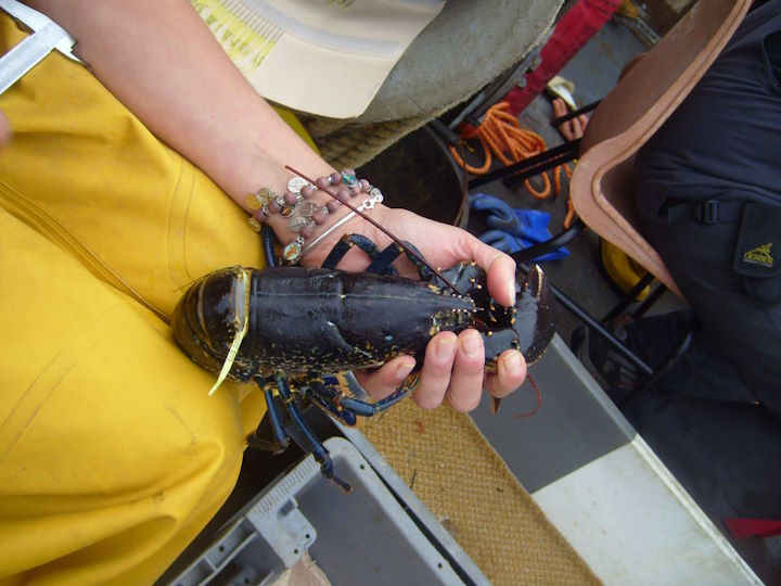 A pale yellow plastic tag can be seen attached to the lobster © D&S IFCA