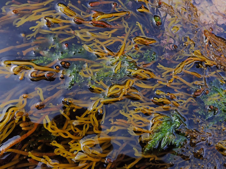 Brown tuning fork weed <em>Bifurcaria bifurcata</em> © Paul Brazier