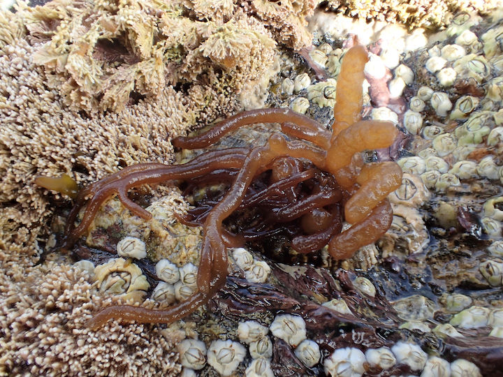 Sea noodle <em>Nemalion elminthoides</em> © Unknown