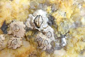 <em>Austrominius modestus</em> Modest barnacle © Keith Hiscock