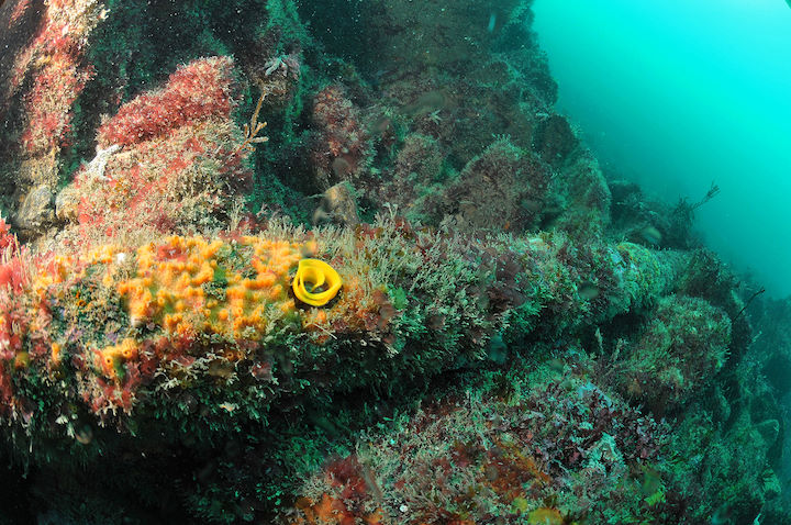 The prop shaft from the SS Ethel, with a yellow spiral of gastropod eggs, May 2012 © Mike Deaton