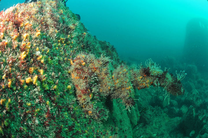 Wreckage covered in hydroids and encrusting sponges, May 2012 © Mike Deaton