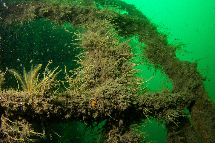 Hydroids adorn the railings, Aug. 2015 © Mike Deaton