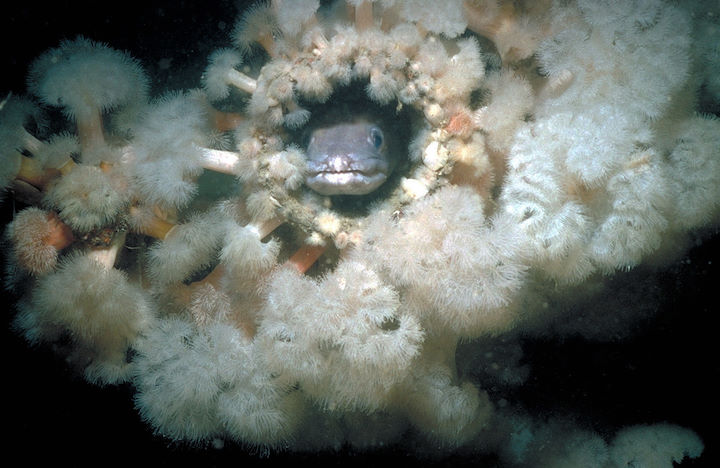 A conger eel in one of the exhaust pipes within the funnel of the Robert, June 1995 © Rohan Holt