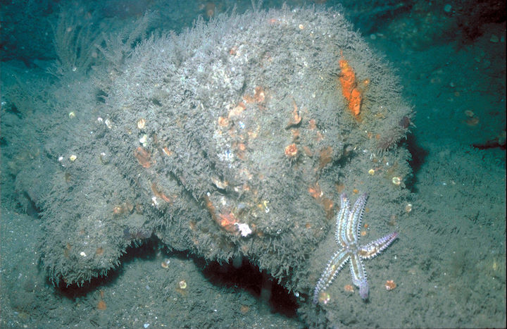 Rear end of one of the cannons at the Gull Rock Protected Wreck site, taken in June 1995 © Rohan Holt