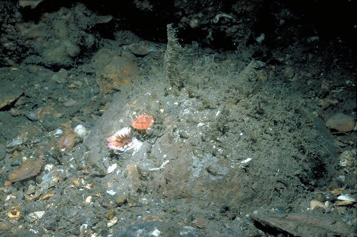 Exposed half of stone cannonball, overgrown by cup corals and hydroids, taken in June 1995 © Rohan Holt