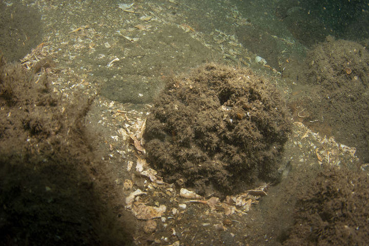 Another exposed cannonball, covered by bushy bryozoans, taken on 19th September 2021 © Mike Deaton