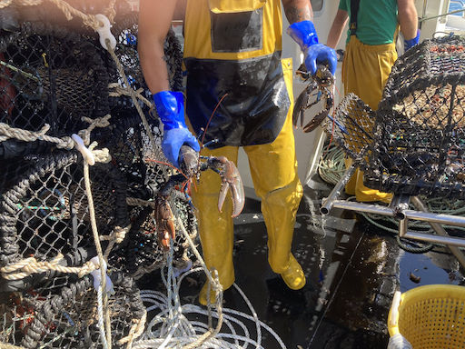 Lobsters being transferred from a lifted pot to a holding tub © Robert Irving