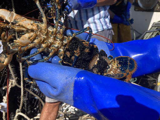 A ‘berried’ hen lobster, showing the black eggs which are closely held to the underside of her abdomen. She may carry these eggs as they ripen for 9 months before releasing them. © Robert Irving
