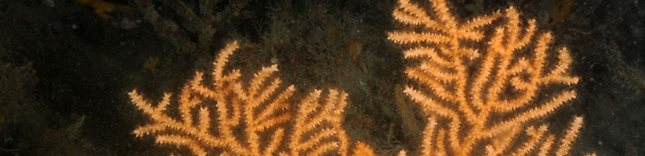 Pink sea fan