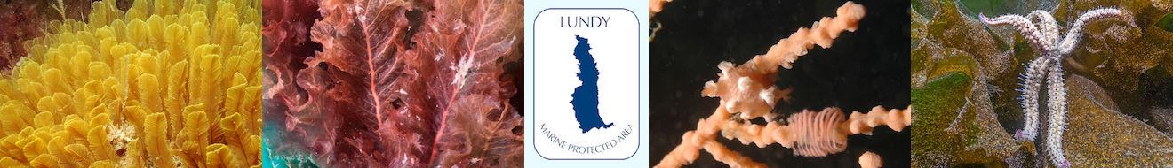 logo marine life