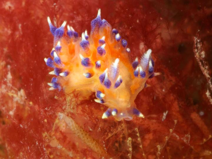 Nudibranch sp indet poss Lomanotus sp on Cellaria sp Lundy Maggs Ashton1