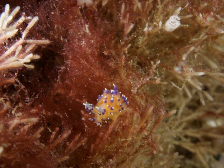 Nudibranch sp indet poss Lomanotus sp on Cellaria sp Lundy Maggs Ashton2