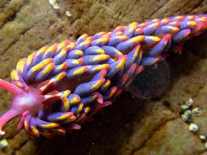 The rainbow sea slug <i>Babakina anadoni</i> The Rattles, Lundy © Paul Naylor